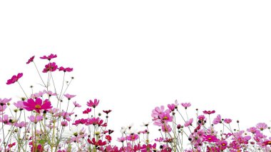 Pembe ve Kırmızı bahçe kozmos çiçekler veya yeşil kök beyaz arka plan izole meksika aster.