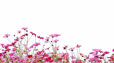 Pembe ve Kırmızı bahçe kozmos çiçekler veya yeşil kök beyaz arka plan izole meksika aster.