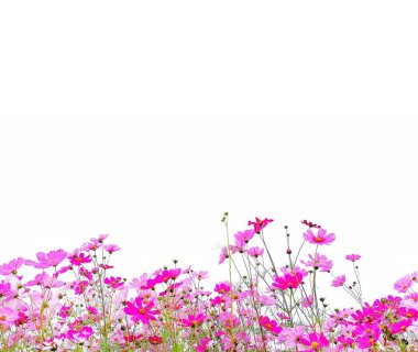 Pembe ve Kırmızı bahçe kozmos çiçekler veya yeşil kök beyaz arka plan izole meksika aster.