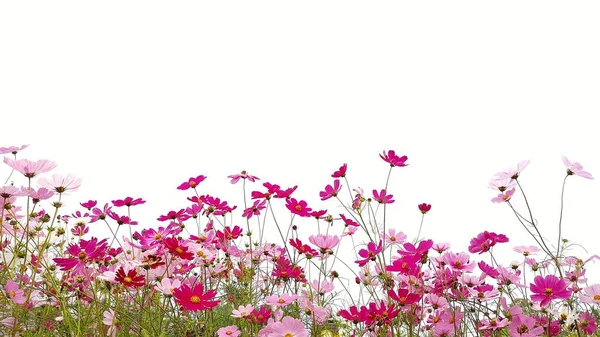 Růžová Rudá Zahrada Kosmos Květiny Nebo Mexická Astna Zeleným Kmenovým — Stock fotografie