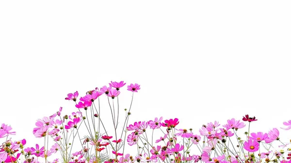ピンクと赤の庭のコスモスの花や白い背景に隔離された緑の茎を持つメキシコのアスター — ストック写真