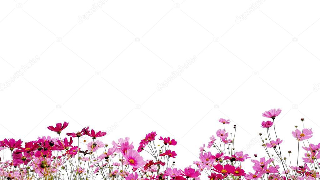 Pink and Red garden cosmos flowers or Mexican aster with green stem isolated on white background.