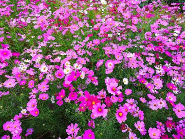 Pembe, beyaz ve kırmızı kozmos çiçekleri arka plan için ayarlanmış çiçeklenme, Tayland alanında bitki ekimi.