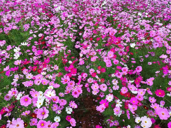 Fiori Cosmo Rosa Bianchi Rossi Sono Fiore Impostato Sullo Sfondo — Foto Stock