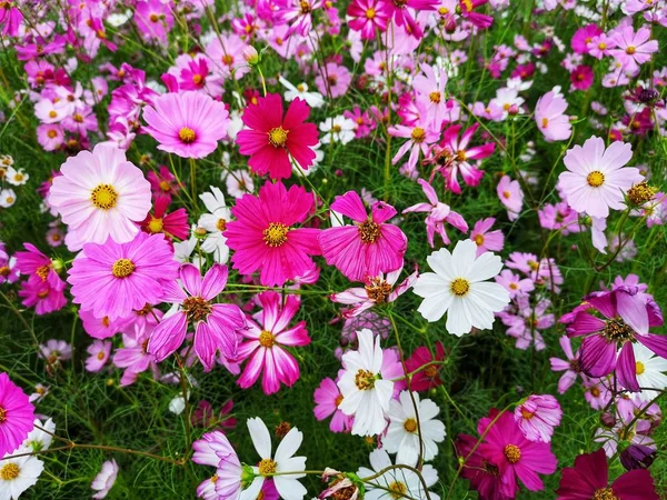 Rosa Branco Vermelho Cosmos Flores Estão Florescendo Definido Como Fundo — Fotografia de Stock