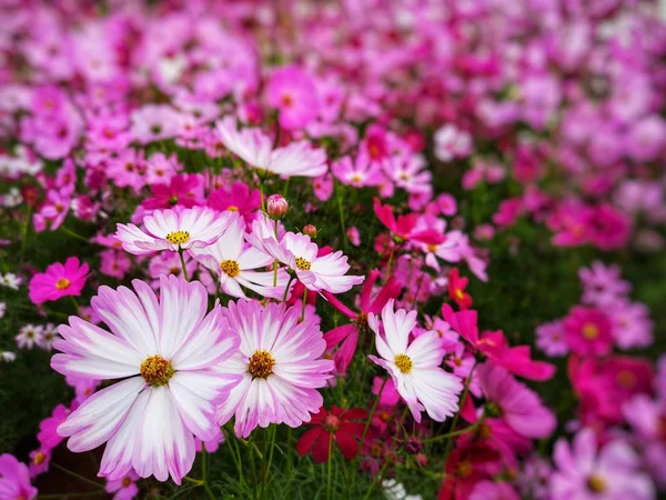 Pink White Red Cosmos Flowers Blooming Set Background Crop Planting — Stock Photo, Image