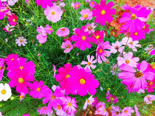 Рожеві Білі Червоні Квіти Космосу Квітучі Набір Фоні Посадка Врожаю — стокове фото