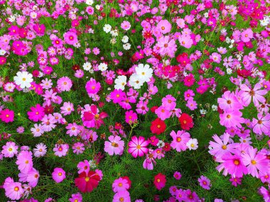 Pembe, beyaz ve kırmızı kozmos çiçekleri bahçe arka planda çiçeklenme, Tayland'da bitki dikim.