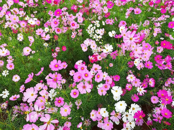 ピンク 赤のコスモスの花が庭の背景に咲いている タイで作物の植え付け — ストック写真