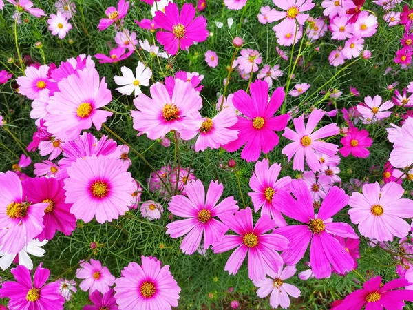 Pink White Red Cosmos Flowers Blooming Garden Background Crop Planting — Stock Photo, Image