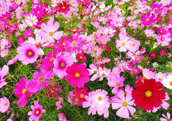 Flores Cosmos Rosas Blancas Rojas Están Floreciendo Fondo Del Jardín — Foto de Stock