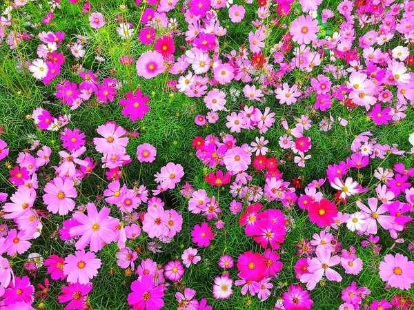 Flores Cosmos Rosa Branco Vermelho Estão Florescendo Fundo Jardim Plantio — Fotografia de Stock