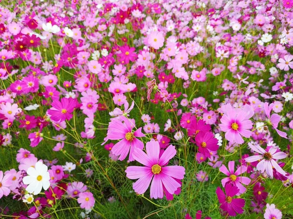 Flores Cosmos Rosa Branco Vermelho Estão Florescendo Fundo Jardim Plantio — Fotografia de Stock