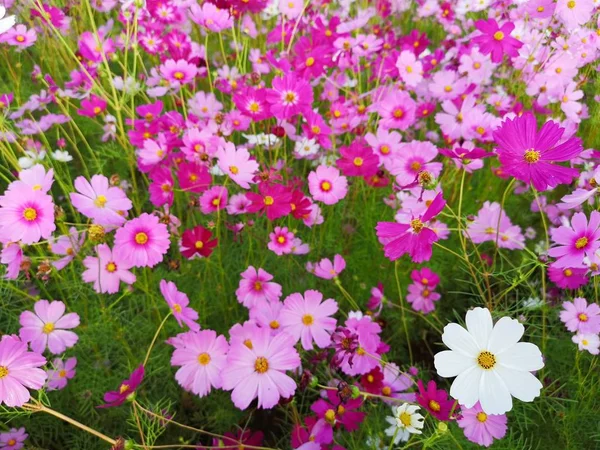 Flores Cosmos Rosa Branco Vermelho Estão Florescendo Fundo Jardim Plantio — Fotografia de Stock