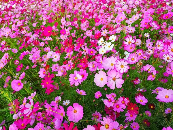 Flores Cosmos Rosa Branco Vermelho Estão Florescendo Fundo Jardim Plantio — Fotografia de Stock