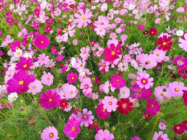 Flores Cosmos Rosa Branco Vermelho Estão Florescendo Fundo Jardim Plantio — Fotografia de Stock