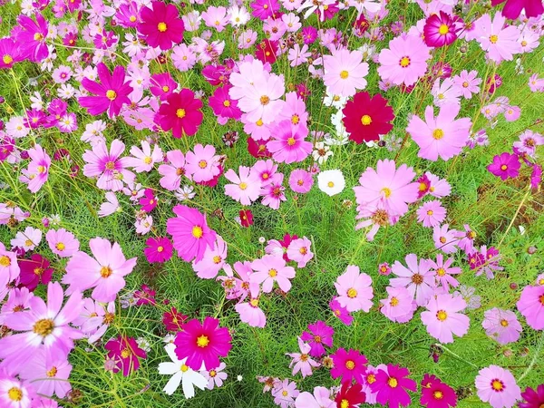 Flores Cosmos Rosa Branco Vermelho Estão Florescendo Fundo Jardim Plantio — Fotografia de Stock