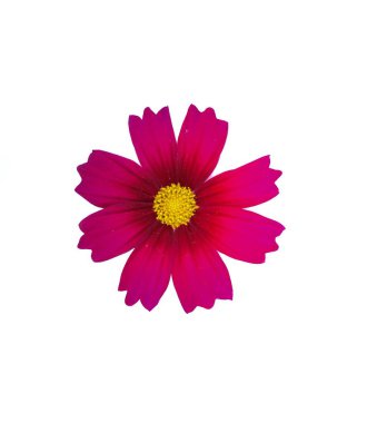 Kırmızı kozmos çiçek beyaz arka plan üzerinde izole.