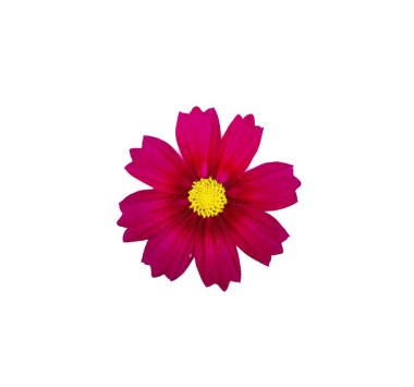 Kırmızı kozmos çiçek beyaz arka plan üzerinde izole.