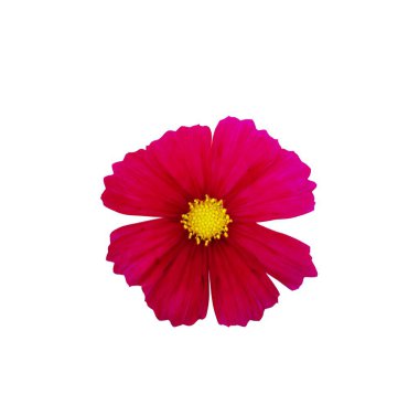 Kırmızı kozmos çiçek beyaz arka plan üzerinde izole.