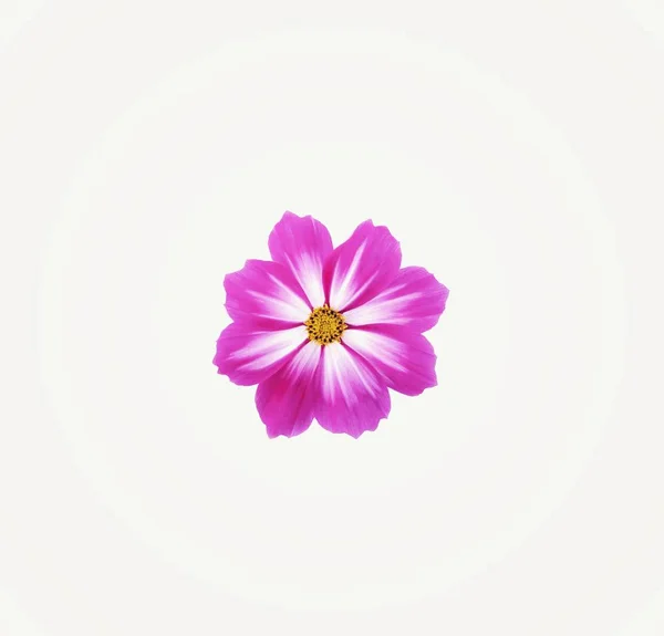 紫色のミックス白いコスモスの花は 白い背景に隔離 — ストック写真