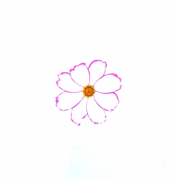 Mor Karışımı Beyaz Kozmos Çiçek Beyaz Arka Plan Üzerinde Izole — Stok fotoğraf