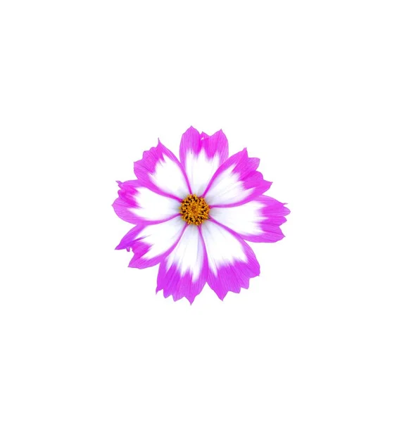 Purple Mix White Cosmos Flower Isolated White Background — Stock Photo, Image