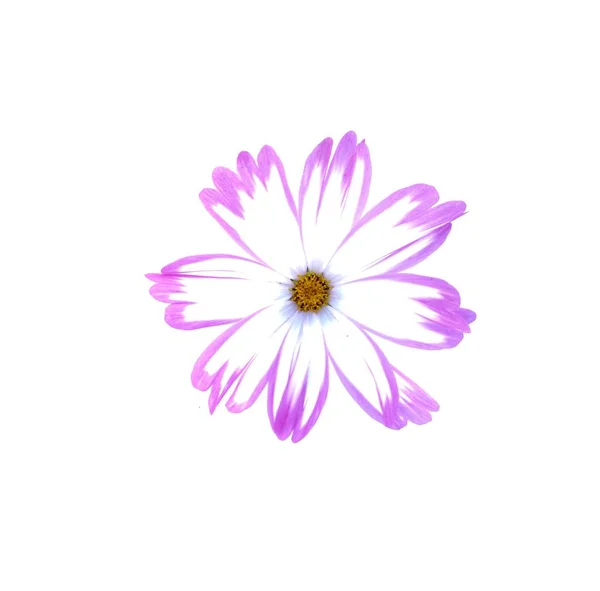 Фіолетова Мікс Білої Квітки Космосу Ізольовані Білому Тлі — стокове фото