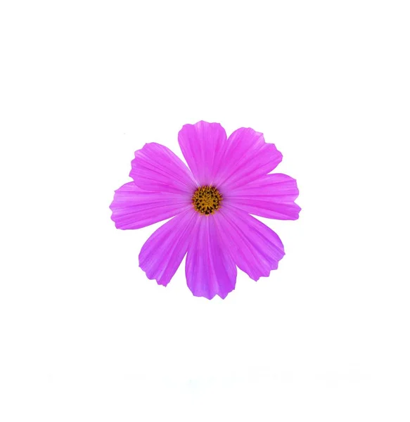 Рожева Квітка Космосу Ізольована Білому Тлі — стокове фото
