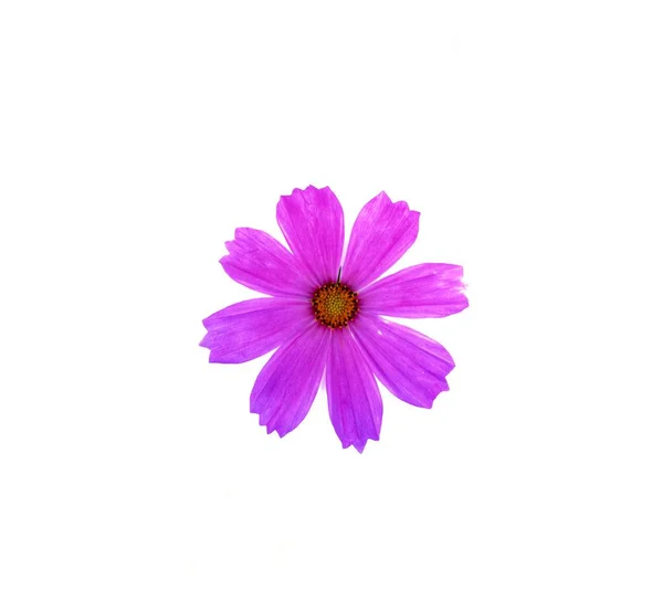 Rosa Kosmos Blume Isoliert Auf Weißem Hintergrund — Stockfoto