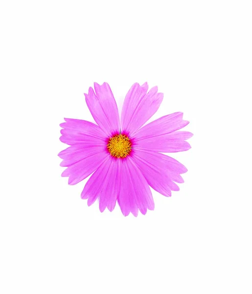 Licht Roze Cosmos Bloem Geïsoleerd Witte Achtergrond — Stockfoto