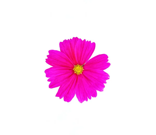 Flor Cosmos Rosa Isolado Fundo Branco — Fotografia de Stock