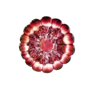 Koçan ve çekirdek renklerini gösteren mor mısır kulağının kesiti.