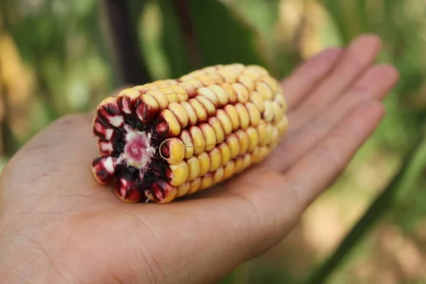 Seção Transversal Orelha Milho Que Mostram Espiga Roxa Kernel Amarelo — Fotografia de Stock