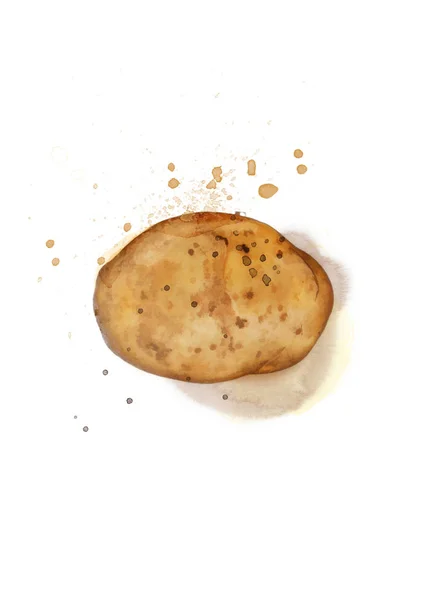 Potato Watercolor White Background — Stock Photo, Image