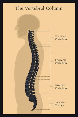 Vertebral sütun. Tüm vertebra servikal torasik lomber sakral ve Koksigeal. Tıp bilimi eğitim insan vücudu anatomisi Infographic