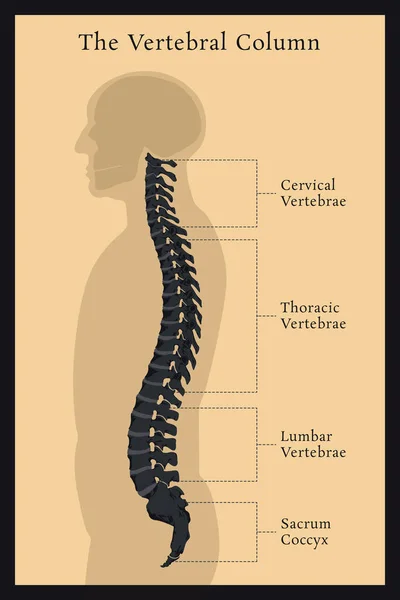 Vertebral Column All Vertebrae Cervical Thoracic Lumbar Sacral Coccygeal Medical — Stock Vector