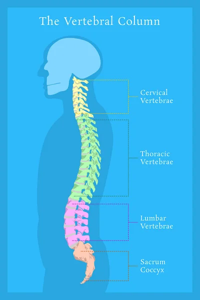 Vertebral Column. All Vertebrae Cervical Thoracic Lumbar Sacral and Coccygeal. Medical Science Education Human Body Anatomy Infographic — Stock Illustration Vertebral Column All Vertebrae Cervical Thoracic Lumbar Sacral Coccygeal Medical Vector Graphics