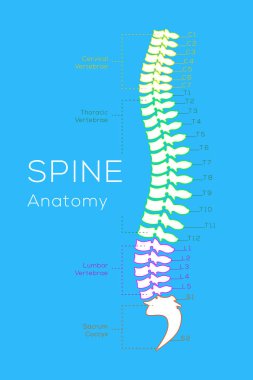 Vertebral sütun. Tüm vertebra servikal torasik lomber sakral ve Koksigeal. Tıp bilimi eğitim insan vücudu anatomisi Infographic