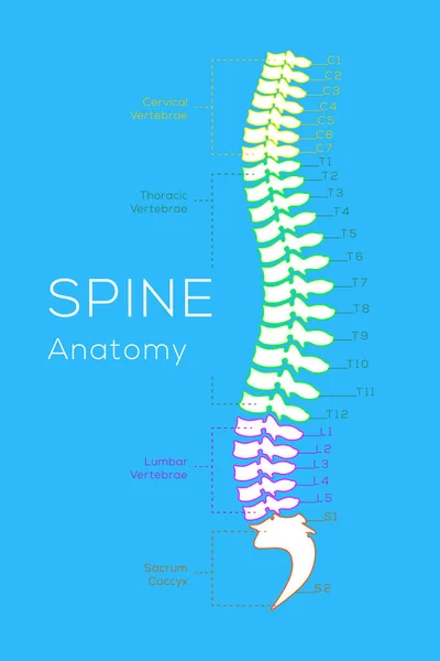 Vertebral Column. All Vertebrae Cervical Thoracic Lumbar Sacral and Coccygeal. Medical Science Education Human Body Anatomy Infographic — Stock Illustration Vertebral Column All Vertebrae Cervical Thoracic Lumbar Sacral Coccygeal Medical Stock Vector