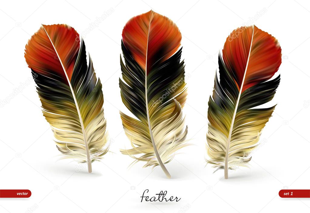 Set of realistic feathers - vector illustration. Isolated on white background