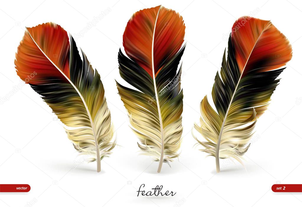 Set of realistic feathers - vector illustration. Isolated on white background