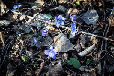 mavi çiçek hepatica nobilis