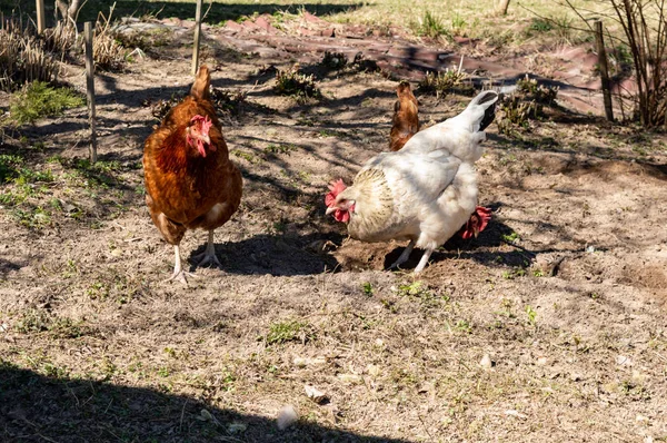 Chickens Loose Nature — Stock Photo, Image