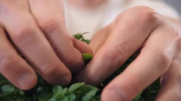 Пиццерия повар берет листья рукколы, чтобы украсить приготовленное блюдо — стоковое видео