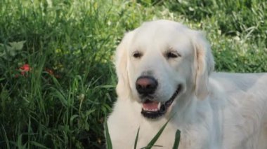 Yüksek yeşil çimlerde uzanan dost canlısı Golden Retriever