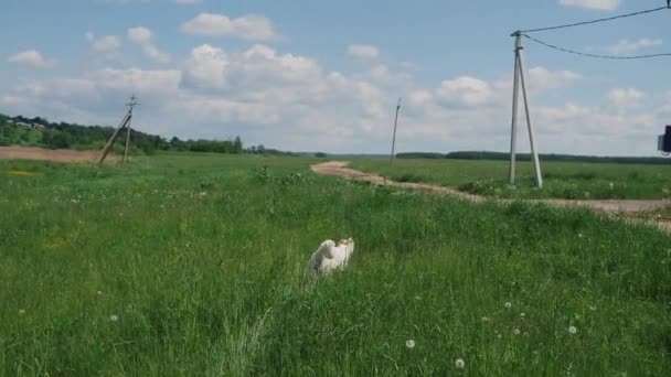 Aranyos golden retriever fut végig zöld mező, hogy gyűrű — Stock videók