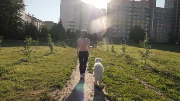Lady with golden retriever walks along track in green park — Stock Video