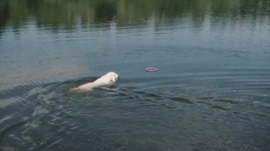 Golden Retriever yaz günü nehirde kauçuk halkaya yüzer.