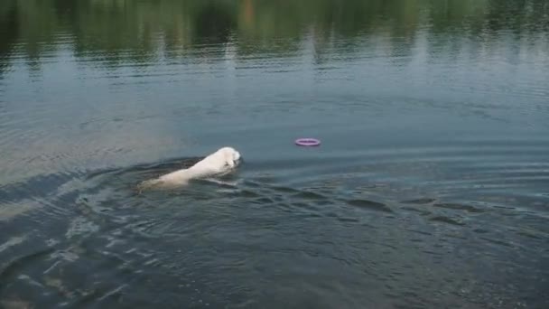 Golden retriever úszik gumi gyűrű a folyóban a nyári napon — Stock videók